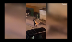 Clip cô gái tay không bắt sư tử đi lang thang trên phố gây sốc dân mạng