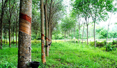 Cây cao su có thực sự hấp thụ O2 và thải ra CO2 như lời nữ đại biểu quốc hội?