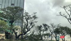 Bão gây gãy đổ cây cối địa bàn TP Đà Nẵng