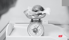 Khối u lấy ra từ tử cung của bệnh nhân H.