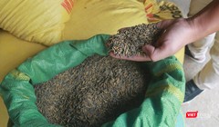 Lúa của người dân thôn Phước Thuận – Phước Hậu (xã Hoà Nhơn, huyện Hoà Vang, TP Đà Nẵng) bị chuyển màu đen do nhiễm than