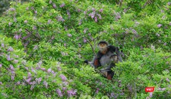 Voọc chà vá chân nâu trên cây hoa thàn mác tím