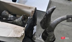 Tang vật số sừng tê giác được công an thu giữ