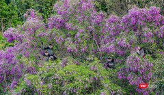 Việt Nam đã đạt được nhiều kết quả quan trọng trong công tác bảo tồn đa dạng sinh học. Ảnh minh hoạ.