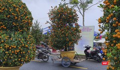 Nhà vườn, nghệ nhân đưa quất cảnh đến tham dự "Ngày hội quất cảnh" ở Hội An