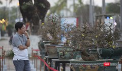 Người mê mai vàng bị các "siêu phẩm" hội thi Mai vàng Đà Nẵng năm 2023 "thôi miên"