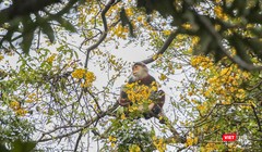 Voọc chà vá chân nâu bên những bông hoa lim xẹt vàng rực cả một góc rừng Sơn Trà.