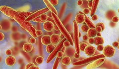 Viêm phổi do Mycoplasma là một bệnh nhiễm trùng ở phổi khá phổ biến