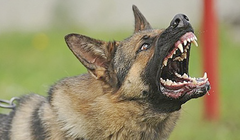 Chó becgie cắn đứt xương hàm bé trai 3 tuổi (ảnh CTV)