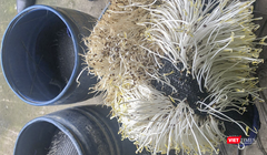 Giá đỗ sản xuất sử dụng hóa chất kích thích tăng trưởng cấm sử dụng - 6-Benzylaminopurine (ảnh CATP)