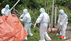 Lực lượng chức năng Đà Nẵng xử lý lợn bệnh do dịch.