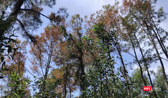 Cánh rừng thông lâu năm ở Huế bị đối tượng xấu xâm hại, đầu độc héo úa và đứng trước nguy cơ chết khô.