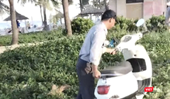 Hình ảnh nhân viên trật tự Ban quản lý bán đảo Sơn Trà và các bãi biển du lịch Đà Nẵng cố gắng di chuyển xe máy để sai quy định, ảnh hưởng lối đi bộ của du khách.