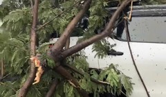 Chiếc xe 7 bị cây xanh đè trúng