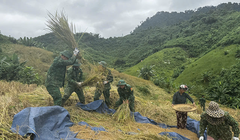 Bộ đội giúp dân thôn Pa Lan và Pờ Oi (xã La Êê, thành phố Đà Nẵng) gặt lúa rẫy chạy bão số 13.