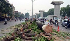 Nhiều cây xanh được trồng cách đây cả chục năm đang bị Hà Nội chặt hạ để trồng mới và thay thế. 