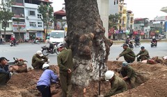 Nhiều cây to đẹp, vững chãi nhưng vẫn bị chặt hạ không thương tiếc