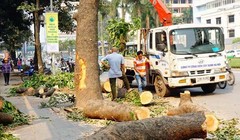 Chủ tịch UBND TP. Hà Nội vừa ra quyết định kỷ luật hàng loạt cán bộ có liên quan đến đề án chặt hạ, thay thế 6.700 cây xanh trên địa bàn thủ đô