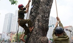 Hà Nội chi 30 tỉ đồng chỉ để "sửa cây" xà cừ 