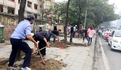 Cây xanh trên đường Nguyễn Chí Thanh bị chặt hạ để trồng cây mới hồi tháng 3-2015