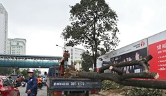 Chặt hạ cây xanh vừa qua ở Hà Nội