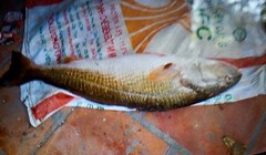300 triệu đồng vẫn không mua được cá sủ vàng quý hiếm