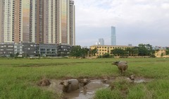 Dự án tỷ đô PVN Tower một thời được kỳ vọng sẽ là niềm tự hào của ngành dầu khí, giờ là bãi chăn thả gia súc. 