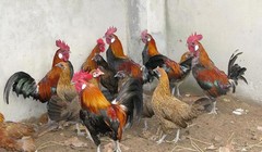 Gà rừng thuần chủng đang được nuôi với số lượng hàng ngàn con tại Hòa Bình