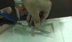 Chi cục ATVSTP tiến hành cắt viên dầu cá thử nghiệm trên miếng xốp - Ảnh: T.M