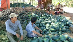 Dưa Tết Bình Thuận bán đổ đống ven đường do thương lái không thu mua. Ảnh: Tư Huynh