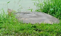 Tiết lộ “thâm cung bí sử” cụ rùa Hồ Gươm