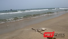 Đã xuất hiện cá chết dạt vào bờ biển Đà Nẵng