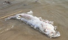 Cá to hơn chục kg đã chết thối rữa dạt vào bờ biển sáng 29-4 - Ảnh: Đoàn Cường