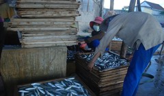 Cá nục tại Quảng Trị bị phát hiện có chất cực độc 