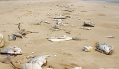 Xót xa cảnh cá chết ở 4 tỉnh miền Trung