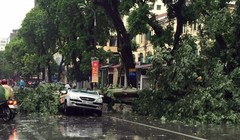 Một cây xanh cỡ lớn đổ chắn ngang đường Hai Bà Trưng đè lên ô tô.