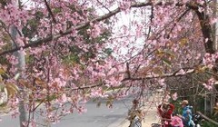 Khách nước ngoài tham quan vườn hoa anh đào trên đường Trần Hưng Đạo ở Đà Lạt. Ảnh: TTXVN