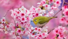 Mùa hoa anh đào Nhật Bản