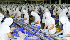 Thu hoạch cá tra, phục vụ chế biến xuất khẩu tại ĐBSCL