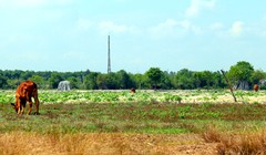 Hàng trăm ha đất ở xã An Nhơn Tây, huyện Củ Chiđã được giải tỏa đểthực hiện dự án Công viên Sài Gòn Safaribị bỏ hoàng suốt cả chục năm qua khiến người dân rất bức xúc. Ảnh: Trung Sơn.