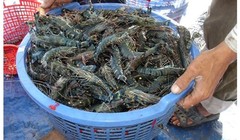 Bán tôm kèm… đinh ốc: Xuất khẩu nhận “quả đắng”?
