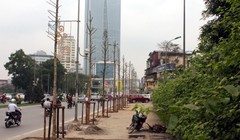 Hàng cây gỗ mỡ trên đường Nguyễn Chí Than