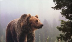 Gấu làm gì khi không có con người xung quanh?