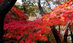 Bắc Triều Tiên, mùa lá đỏ