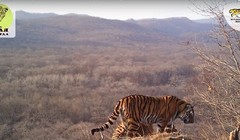 Một chú hổ dạo chơi làm khách chỗ báo hoa Valera - ảnh minh họa video Sputnik