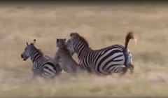 Báo châu Phi tấn công ngựa vằn - ảnh minh họa video