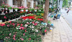 Đường phố Nha Trang tràn ngập không khí Tết. Ảnh Địa điểm ăn uống Nha Trang