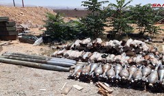 Các vỏ đạn súng cối thị thu gữ trên đia phận tỉnh Homs. Ảnh minh họa SANA