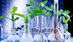 Cây thủy sinh trong phòng thí nghiệm. Ảnh Phòng thí nghiệm Pedmale / CSHL