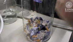 Thí nghiệm chuyển đổi vải bông thành đường glucose. Ảnh Đại học Lund